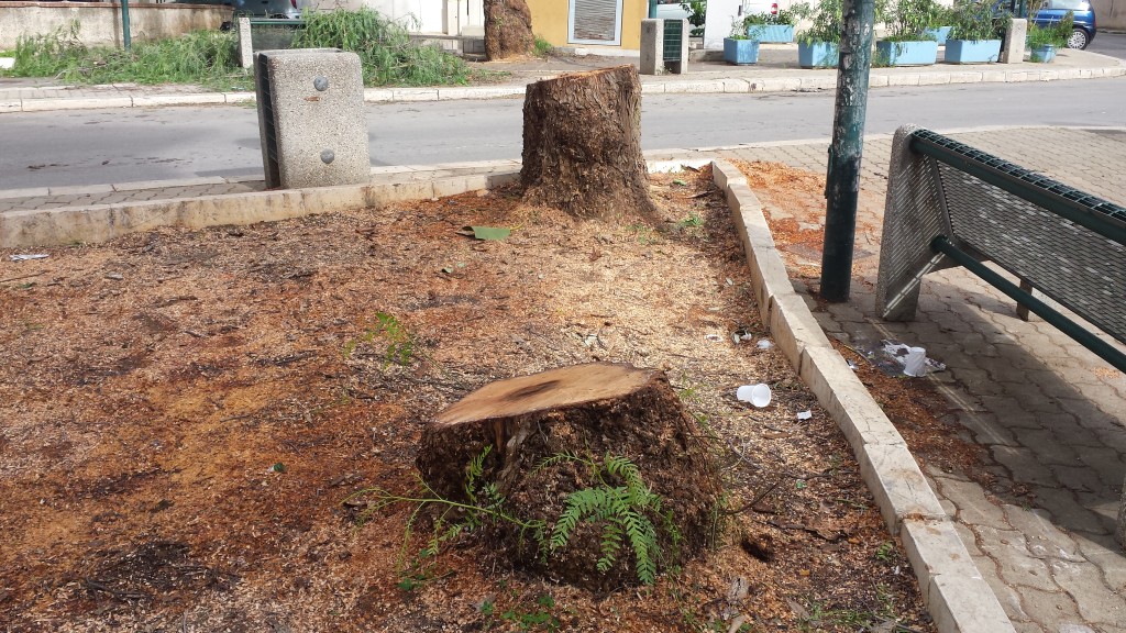 Gli alberi recisi in piazza Santa Caterina
