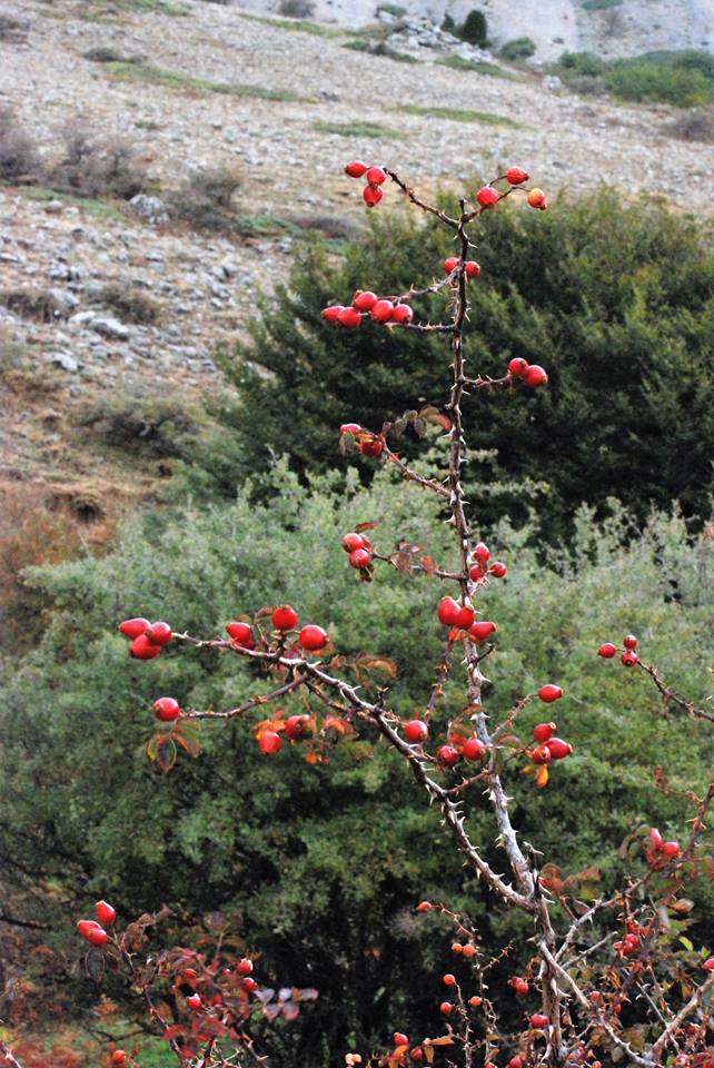 pianobattaglia4