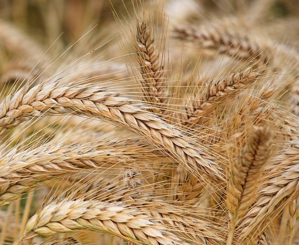 grano